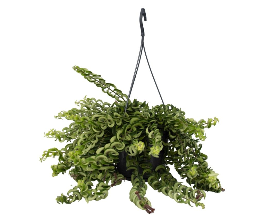 Ešinant - Aeschynanthus pulcher - Visina 20-30cm - ⌀15cm