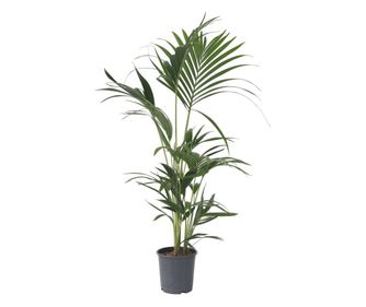 Kentia - Howea forsteriana - Višina 90-100cm - ⌀18cm