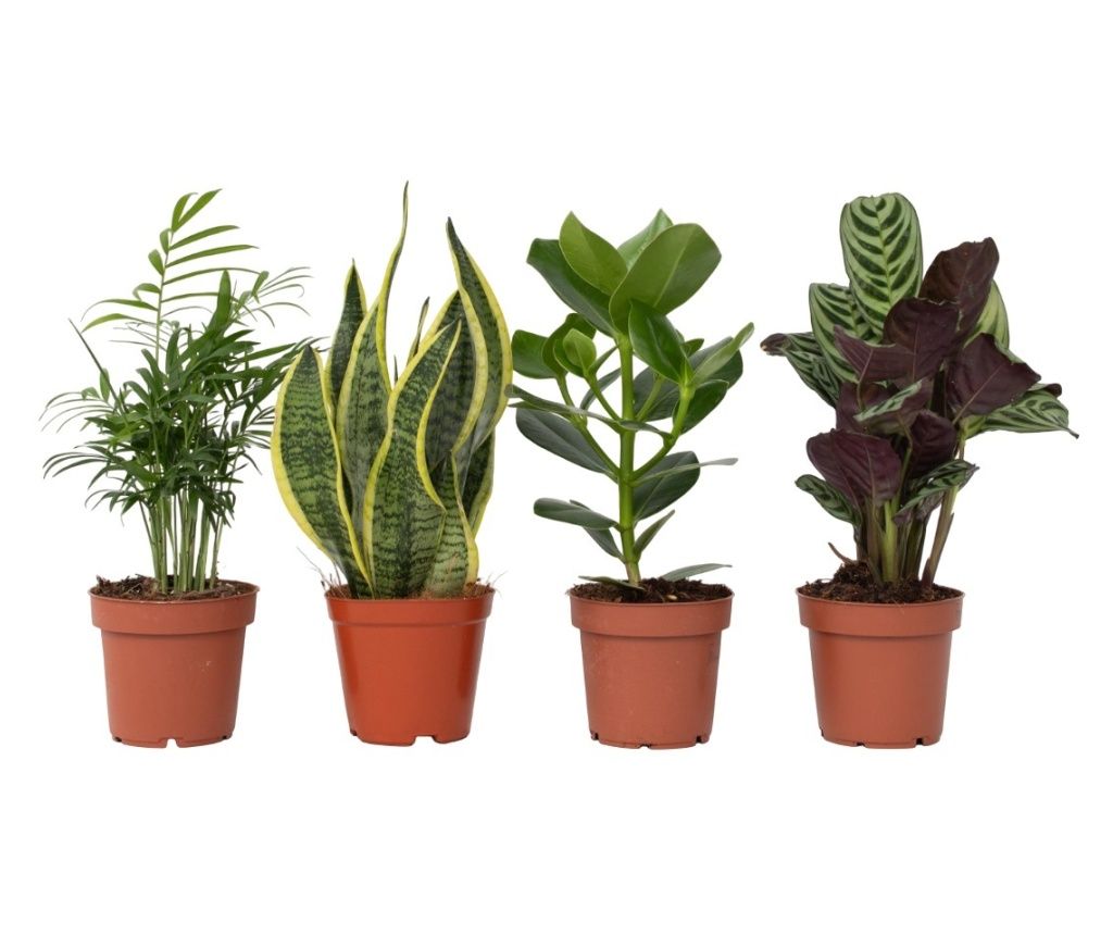 Mix ușor de întreținut - 4 buc - Înălţime 25-40cm - ⌀12cm