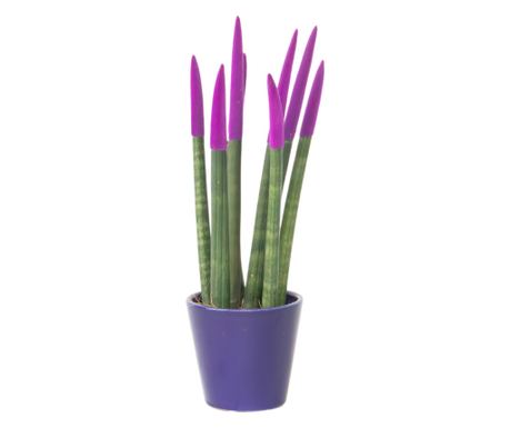 Hengeres anyósnyelv - Sansevieria cylindrica - 20-40cm magas - ⌀9cm