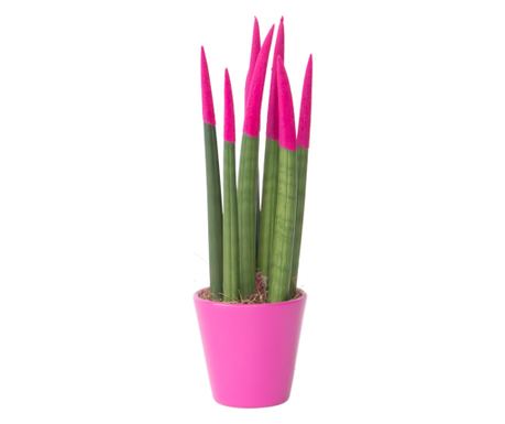 Hengeres anyósnyelv - Sansevieria cylindrica - 20-40cm magas - ⌀9cm