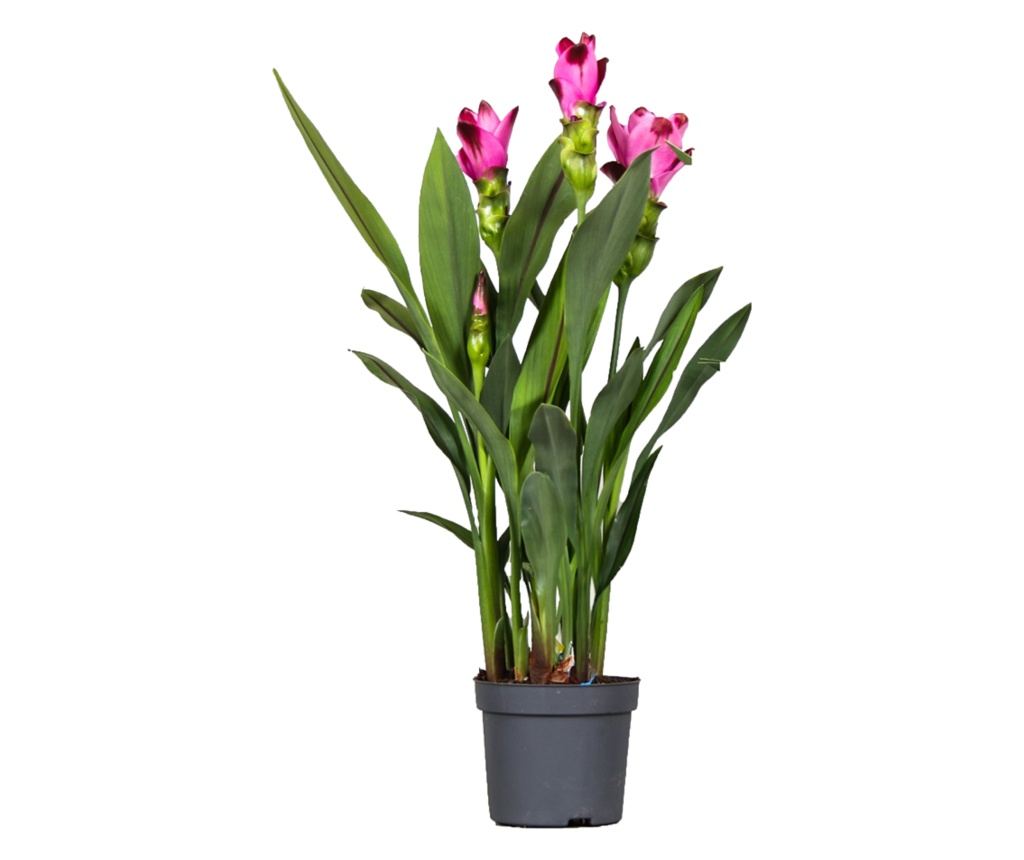 Lalea siameză - Curcuma Siam Splash - Roz - Înălțime 40-60cm - ⌀13cm ...