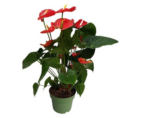 Flamingóvirág - Anthurium 'Madural Red' - 55-70cm magas - ø17cm