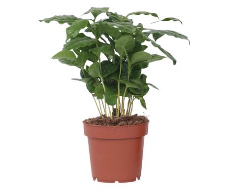 Arab kávécserje - Coffea arabica - 25-40cm magas - ⌀12cm