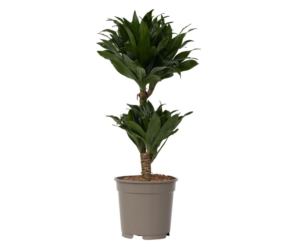 Dracena - Dracaena surculosa - 50-65cm magas - 17cm - Vivre