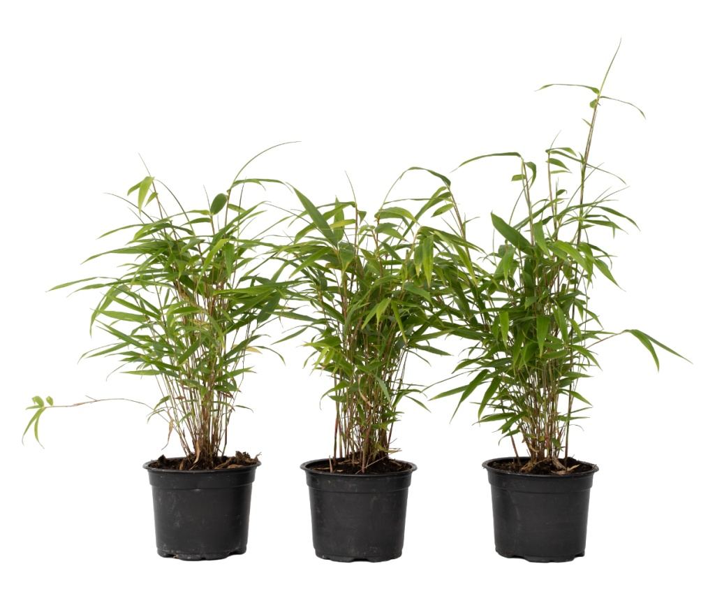 Tufa de bambus - 6 buc - Fargesia papyrifera 'Grex' - nlime 30-40cm -  13cm