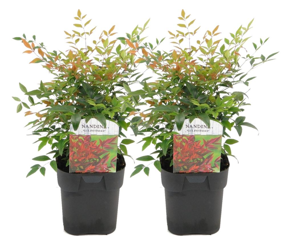 Niebiaski bambus - 2 szt - Nandina domestica Gulfstream - W25-40cm - 17cm  - Vivre