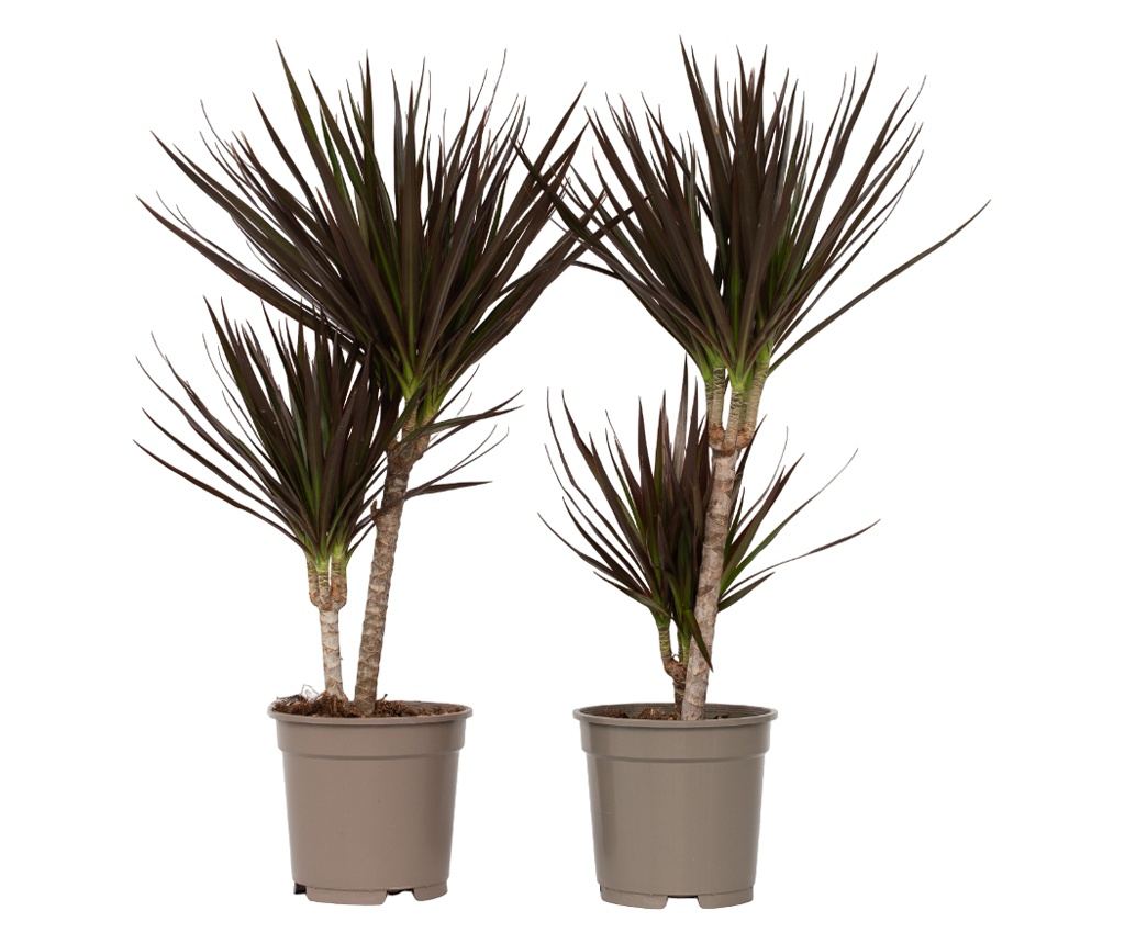 Dracena - 2 kom. - Dracaena marginata 'Magenta' - Visina 70-80cm - 17cm -  Vivre