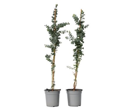 Eucalipt - 2 buc - Eucalyptus cinerea 'Silver Dollar' - În. 90-110cm - ⌀19cm