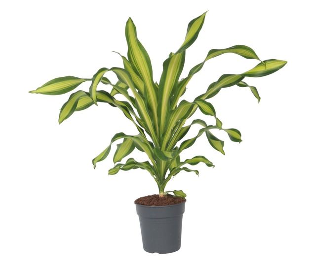 Dracena - Dracaena fragrans 'Charley' - Visina 100-110cm - 24cm - Vivre