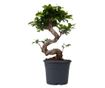 Bonsai - 2 kom. - Ficus microcarpa 'ginseng' - Visina 55-65cm - ⌀20cm