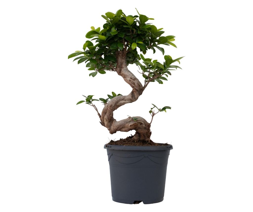Bonsai n form de S - Ficus microcarpa 'ginseng' - nlime 55-65cm - 20cm