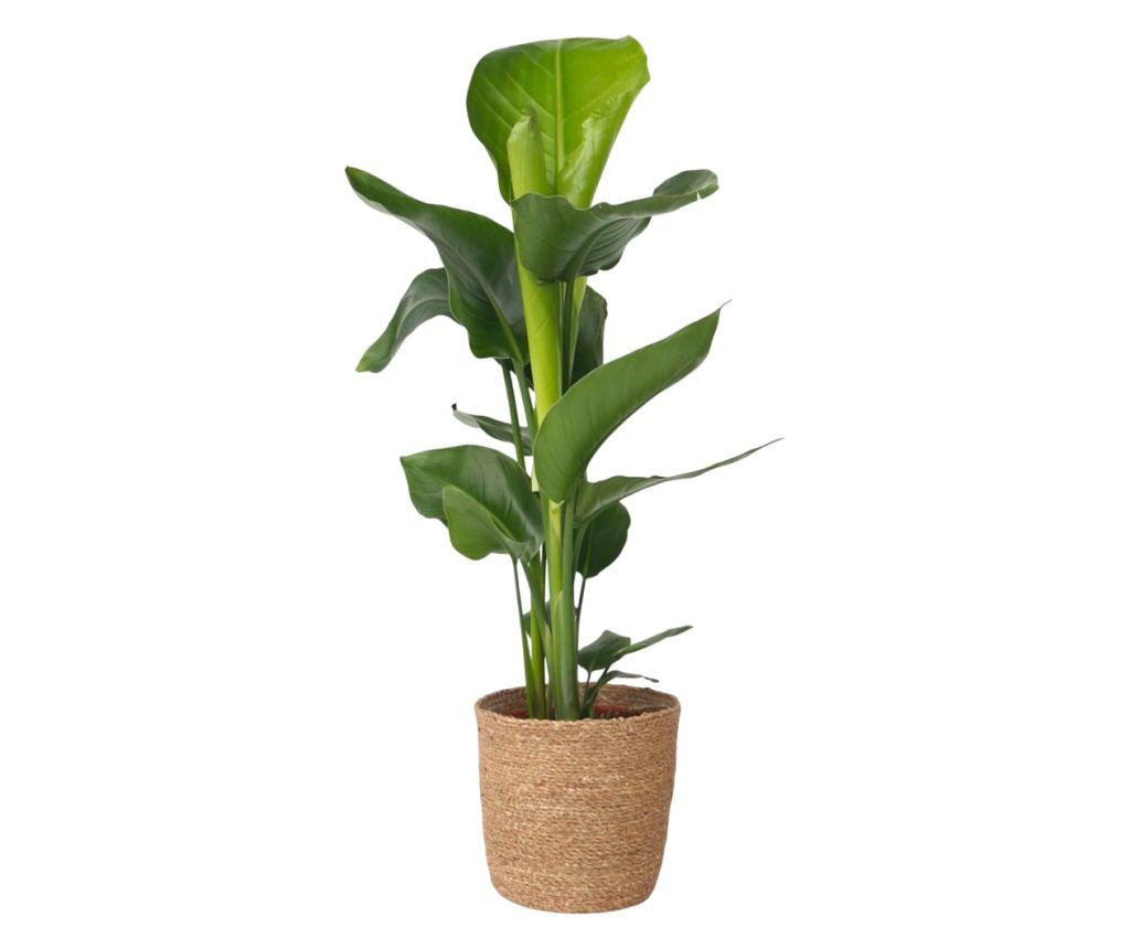 korallenkaktus zimmerpflanze Binsenkaktus Cassutha kaufen | Rhipsalis Cassutha