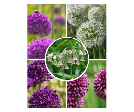 Hagyma - 160 db - Allium - Virághagymák
