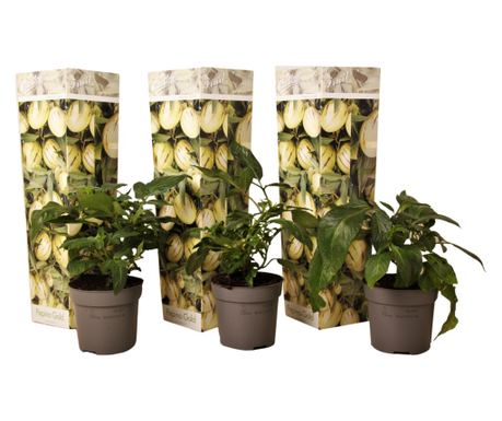 Psianka melonowa - 3 szt - Solanum 'Pepino gold' - W25-40cm - ⌀9cm