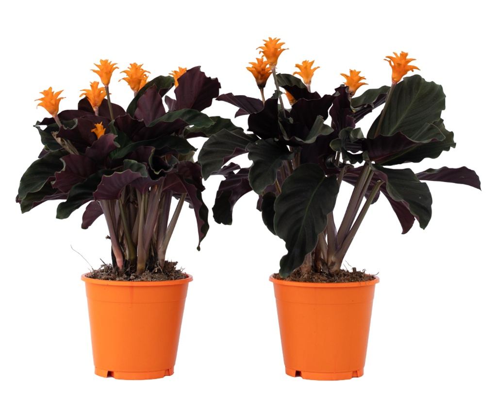 efeutute im garten Efeutute kaufen | Epipremnum main image 0