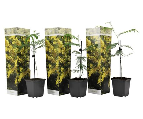 Ezüst akácia - 3 db - Mimosa dealbata - 25-40cm magas - ⌀9cm
