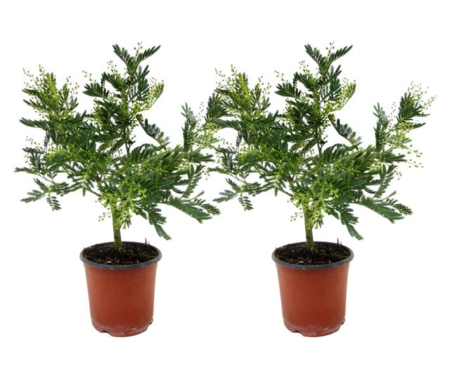Acacia - 2 buc - Mimosa dealbata - Înălţime 40-50cm - ⌀15cm - Vivre