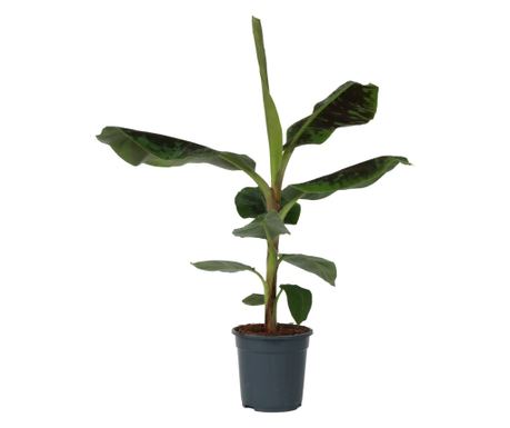 Bananowiec - Musa 'Dwarf Cavendish' - Wysokość 90-100cm - ⌀21cm