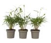 Bambus - 3 kom. - Fargesia scabrida 'Asian Wonder' - Visina 25-40cm - ⌀13cm thumbnail 1