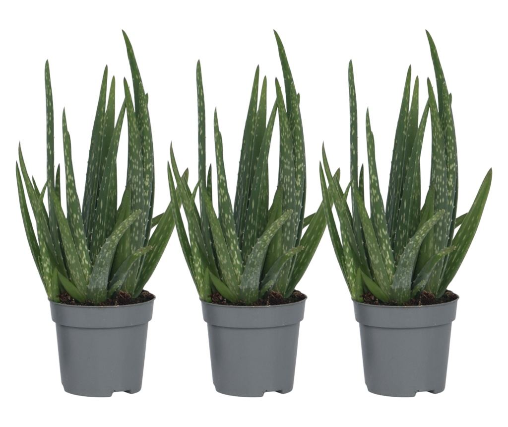 Orvosi alo - 3 db - Aloe barbadensis - 25-40cm magas - 10,5cm - Vivre