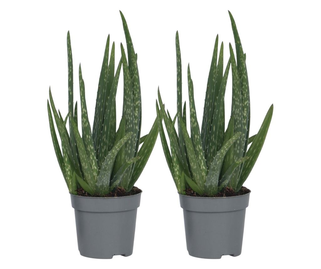 Aloe prav - 2 ks. - Aloe barbadensis - Vka 25-40cm - 10,5cm