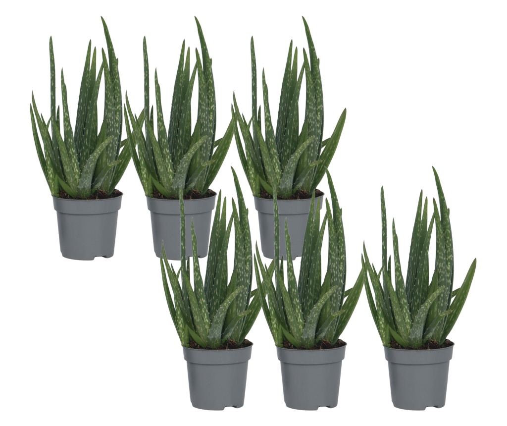 Aloja vera - 6 kom. - Aloe barbadensis - Visina 25-40cm - 10,5cm - Vivre