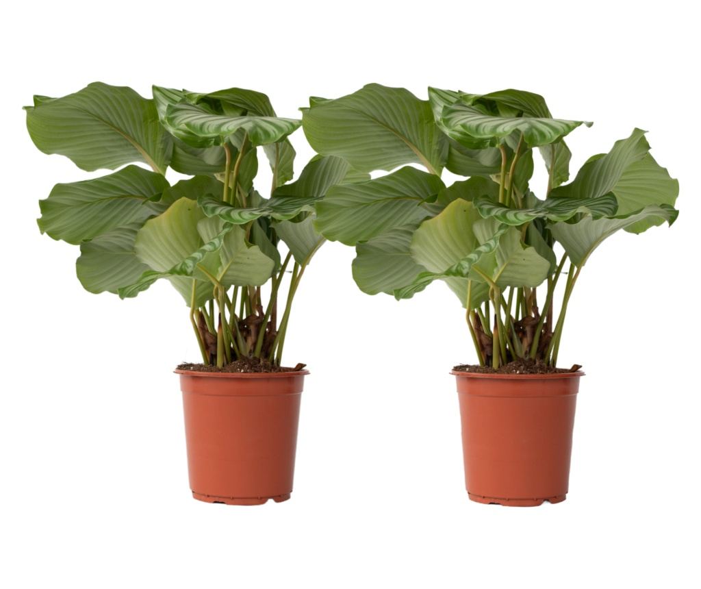 Calatheas - 2 kom. - Calathea 'Orbifolia' - Visina 55-60cm - 21cm - Vivre