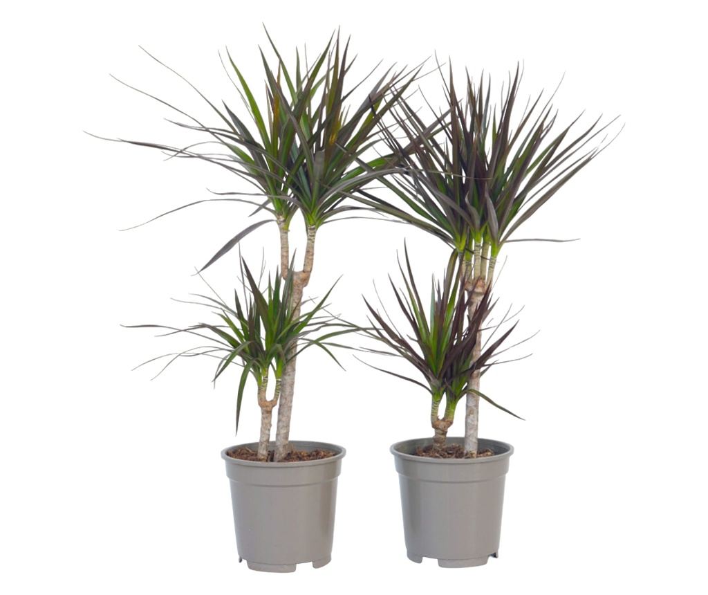 drachenbaum marginata Drachenbaum (Dracaena marginata)  Teeninga Palmen