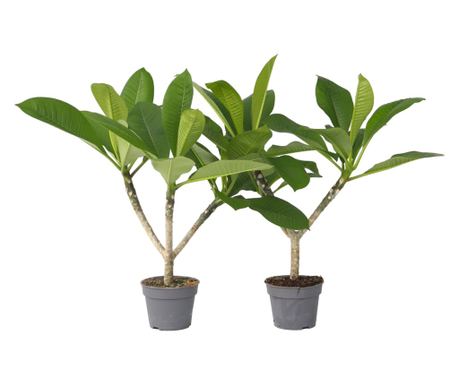 Vörös frangipáni - 2 db - Plumeria rubra 'Hawaii' - 45-55cm magas - ⌀17cm