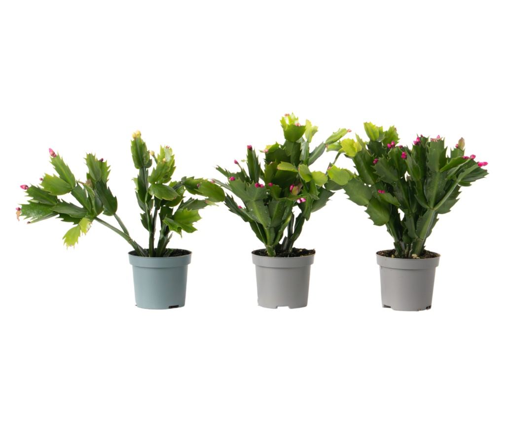 Cactus de Craciun - 3 buc - Schlumbergera 'Tricolor' - nlime 15-25cm -  9cm
