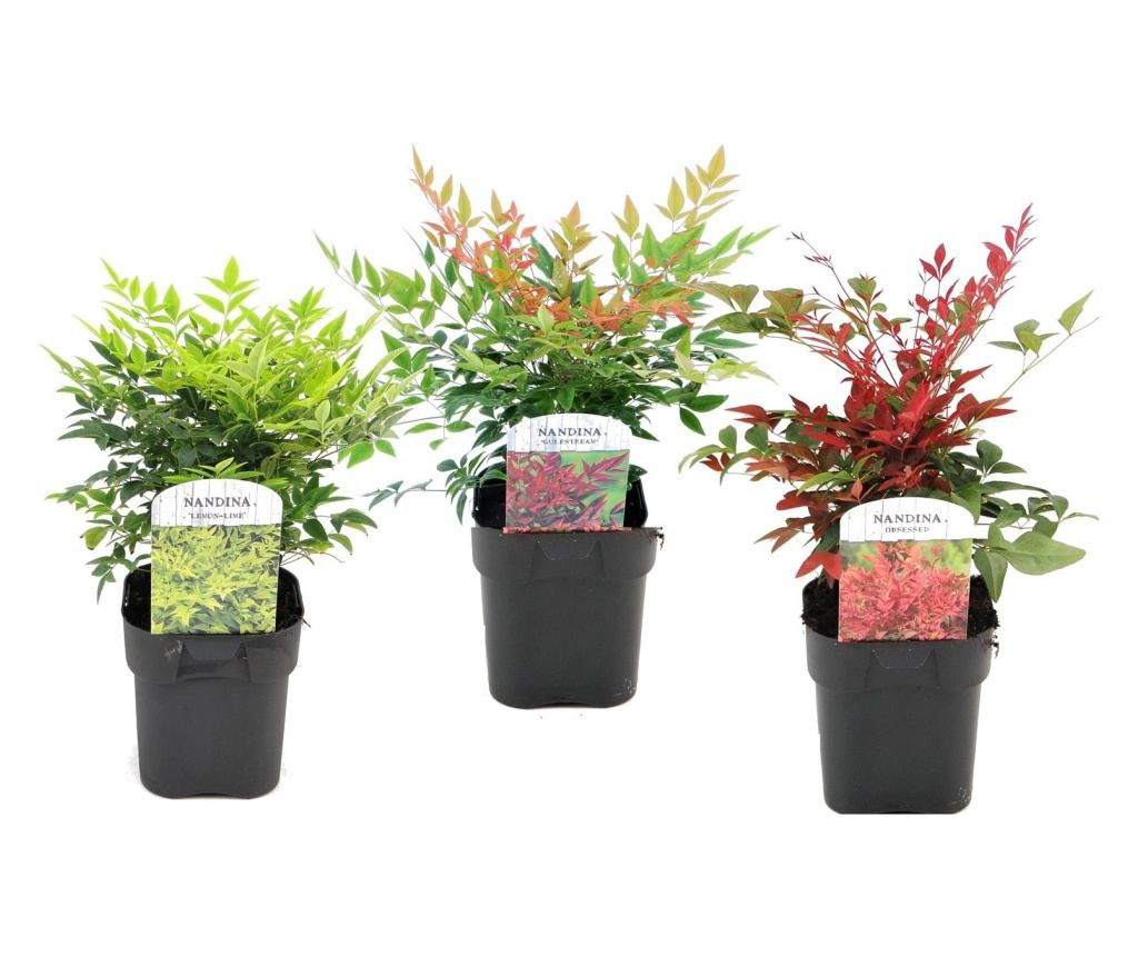 Nebeski bambus - 3 kom. - Nandina domestica - Visina 25-40cm - 17cm - Vivre