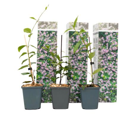 Csillagjázmin - 3 db - Trachelospermum jasminoides - 25-40cm magas - ⌀9cm