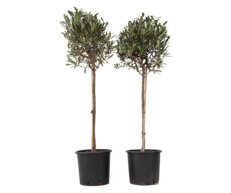 Oliwka europejska - 2 szt - Olea europaea - Wysokość 90-100cm - ⌀21cm