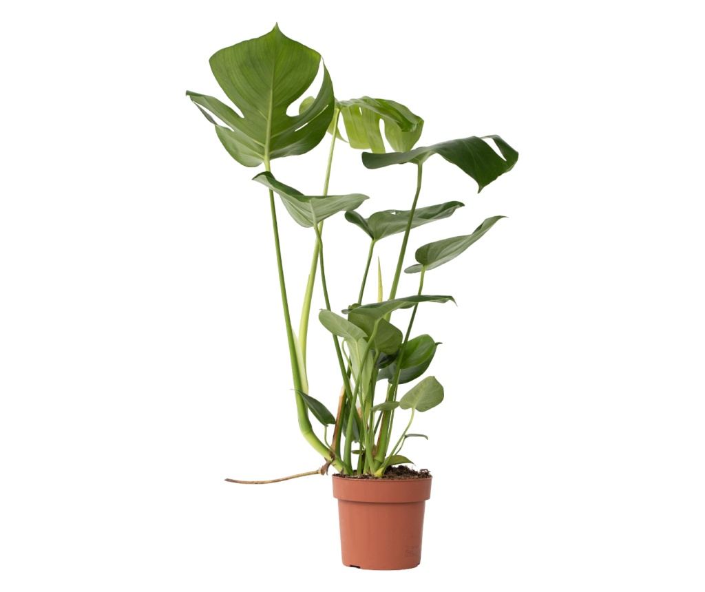 monstera ansprüche Große Monstera | Monstera deliciosa main image 0