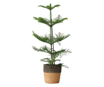 Sobna smreka - Araucaria heterophylla - Višina 50-60cm - ⌀17cm
