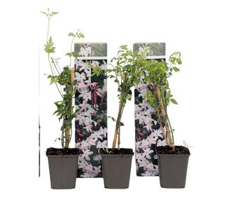 Zvezdasti jasmin - 3 kos - Jasminum 'Officinale' - Višina 25-40cm - ⌀9cm