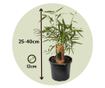 Bambus - 3 kom. - Fargesia scabrida 'Asian Wonder' - Visina 25-40cm - ⌀13cm thumbnail 2
