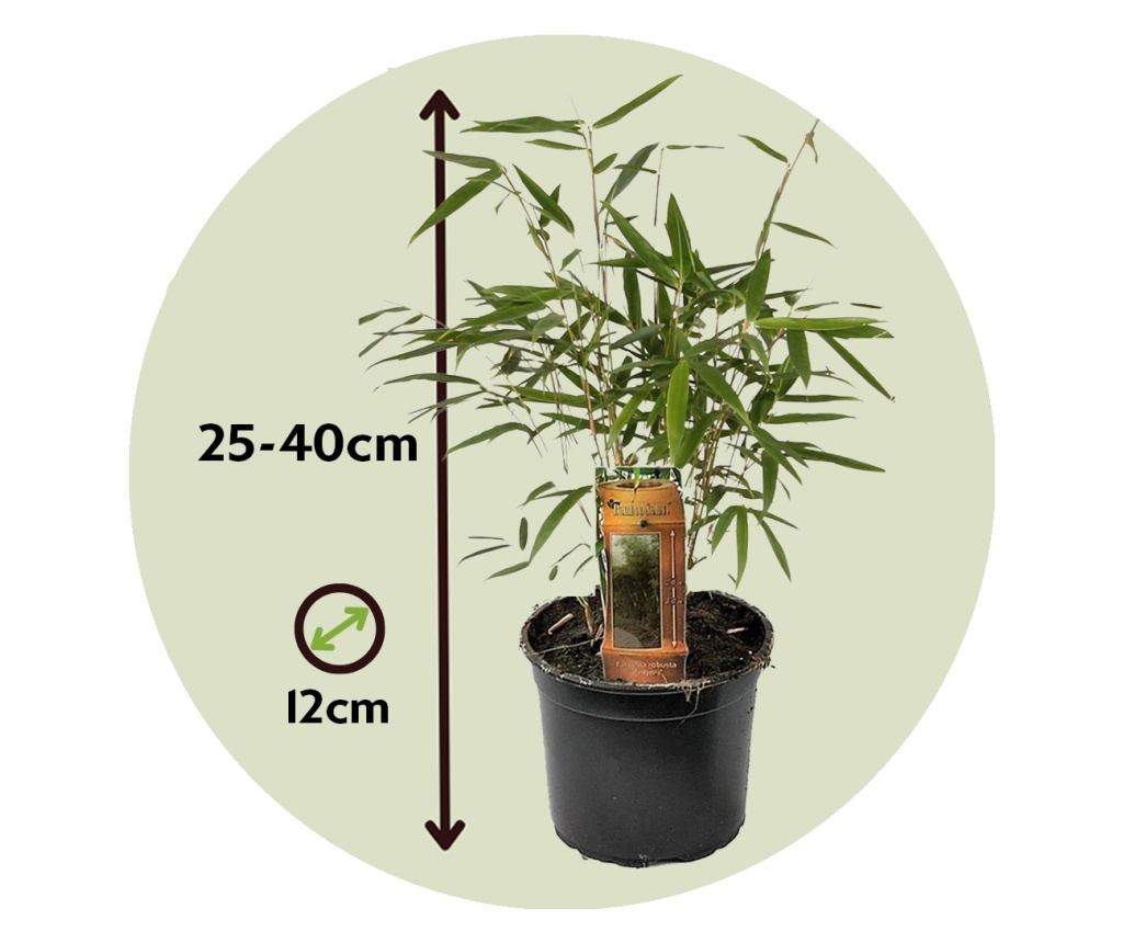 Bambus - 3 kom. - Fargesia scabrida 'Asian Wonder' - Visina 25-40cm - ⌀13cm - 2