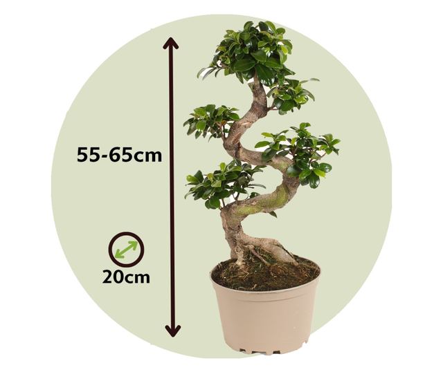 Bonsai - 2 kom. - Ficus microcarpa 'ginseng' - Visina 55-65cm - ⌀20cm
