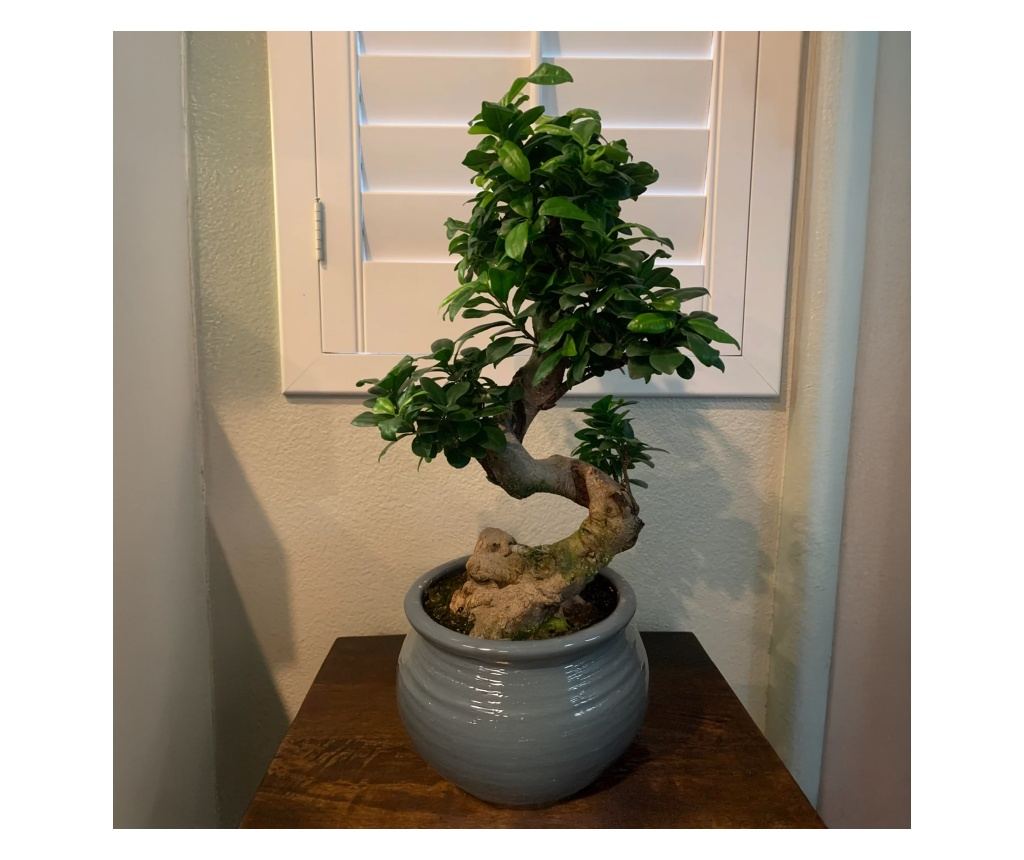 Bonsai n form de S - Ficus microcarpa 'ginseng' - nlime 55-65cm -  20cm - Vivre