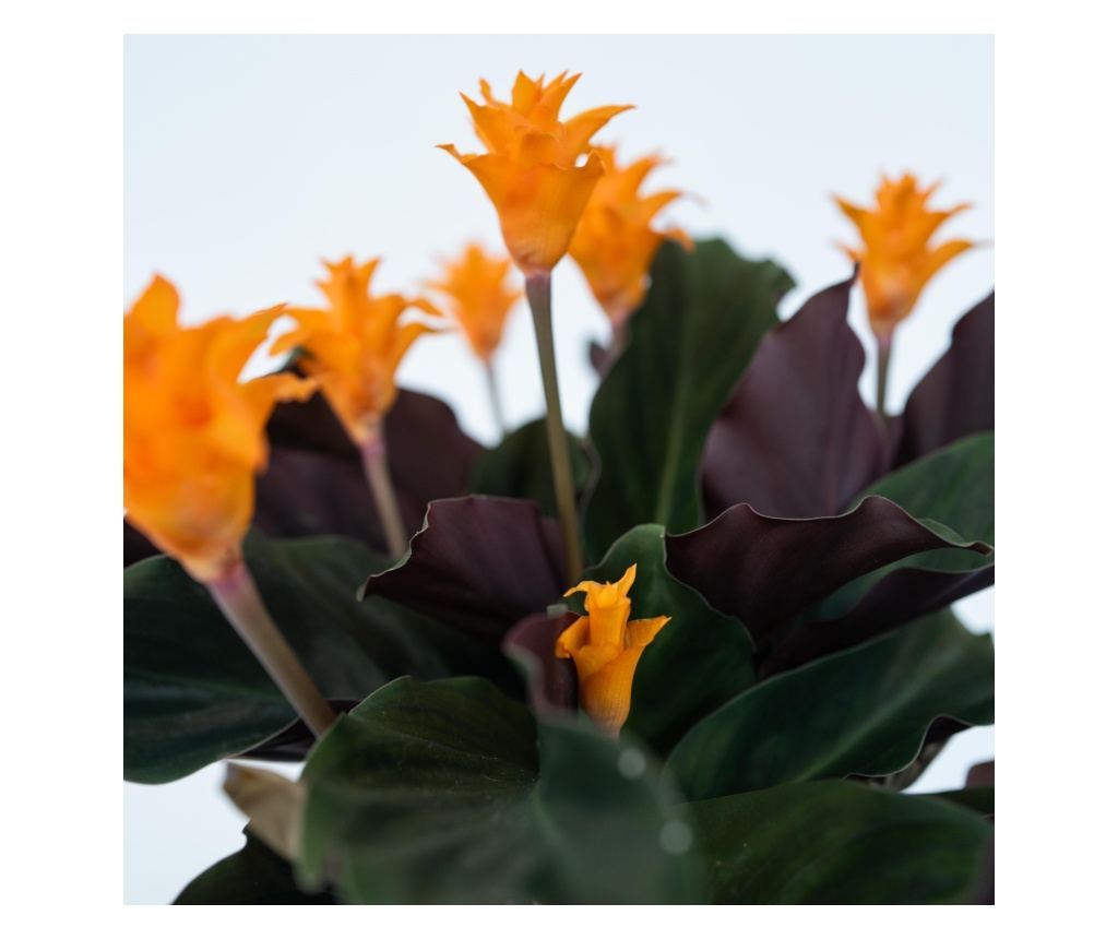 Flacar etern - Calathea crocata 'Tassmania' - nlime 40-50cm - 14cm