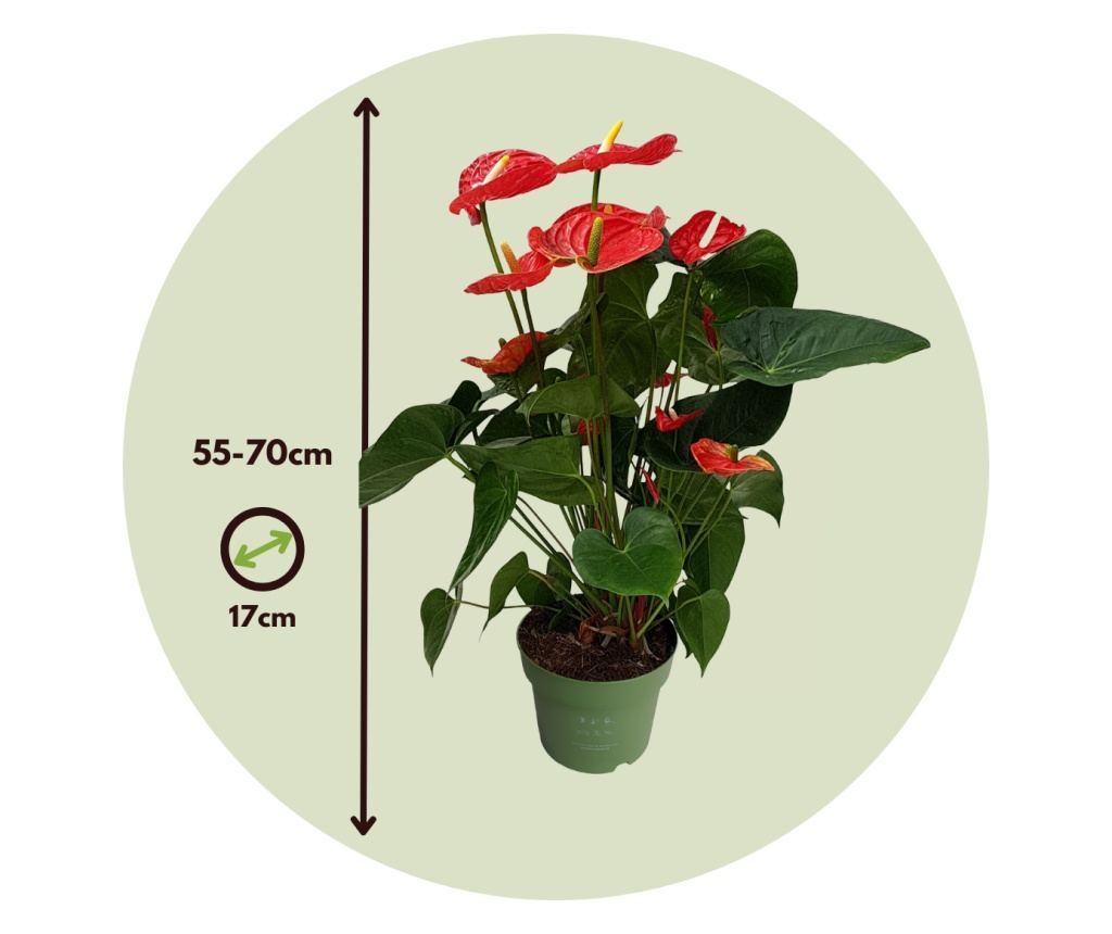 Flamingov cvijet - Anturij - Anthurium 'Madural Red' - Visina 55-70cm -  17cm - Vivre