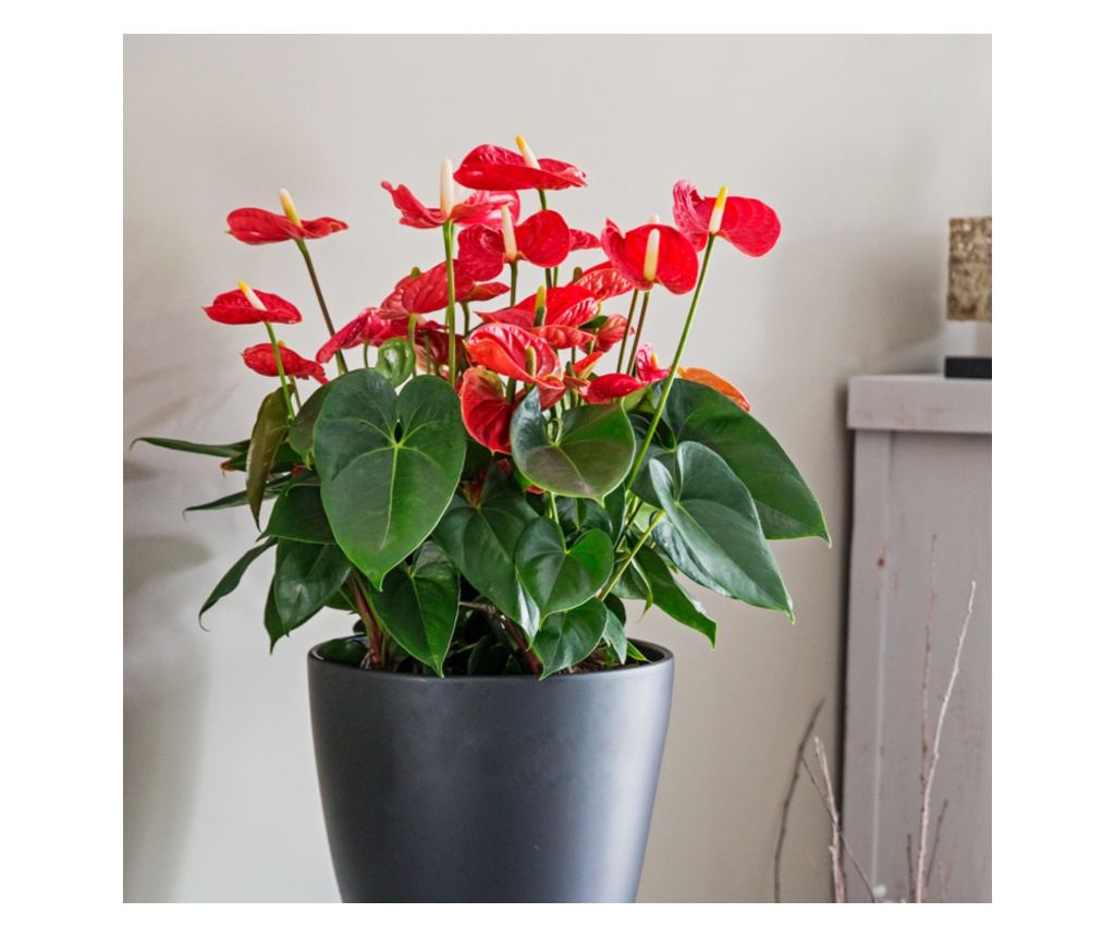 Flamingov cvijet - Anturij - Anthurium 'Madural Red' - Visina 55-70cm -  17cm - Vivre
