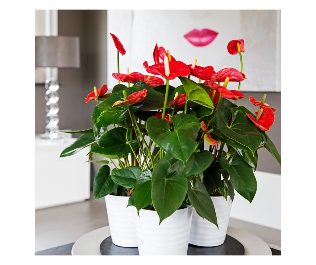 Floarea flamingo - Anthurium 'Madural Red' - nlime 40-45cm - 14cm
