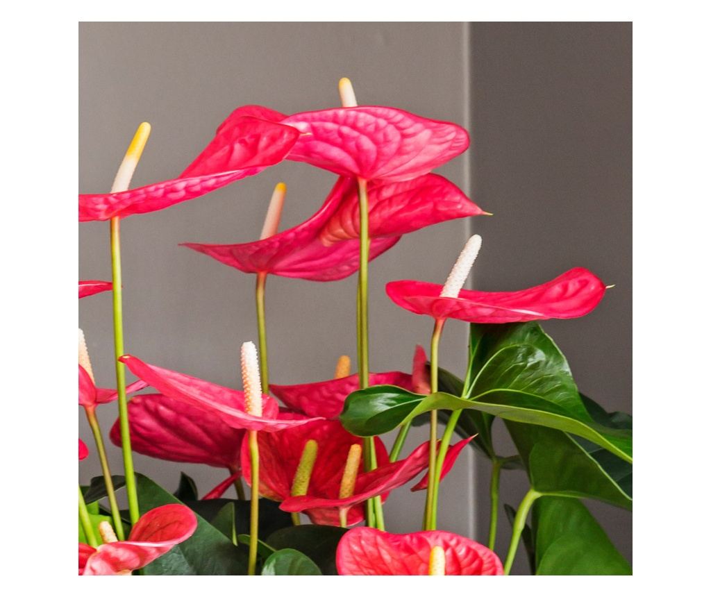Flamingov cvijet - Anturij - Anthurium 'Maine Pink' - Visina 55-70cm -  17cm - Vivre