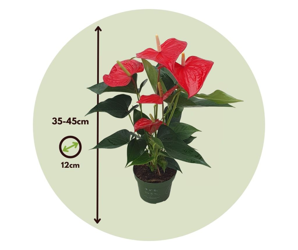 Floarea flamingo - Anthurium 'Royal Champion' - nlime 35-45cm - 12cm
