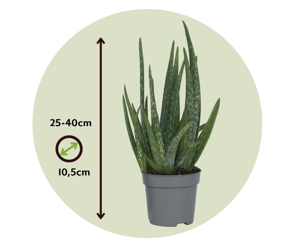 aloe aristata standort Aloe aristata main image 0