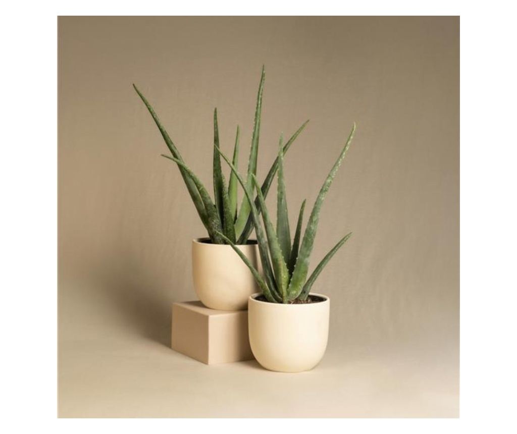 Aloe prav - 2 ks. - Aloe barbadensis - Vka 25-40cm - 10,5cm - Vivre