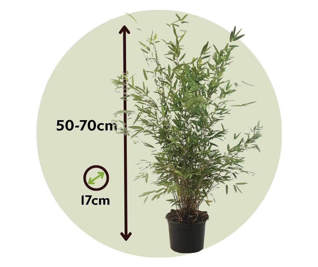 Tufa de bambus - Fargesia nitida 'Gansu' - Inaltime 50-70cm - 17cm - Vivre